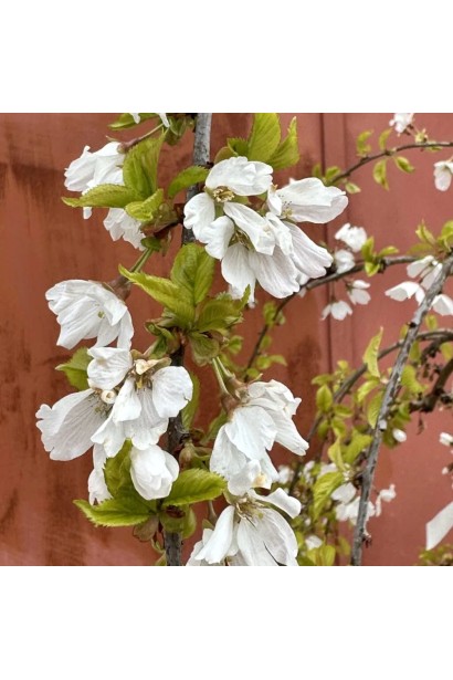 Цвітіння вишні японської Фрілі Фок